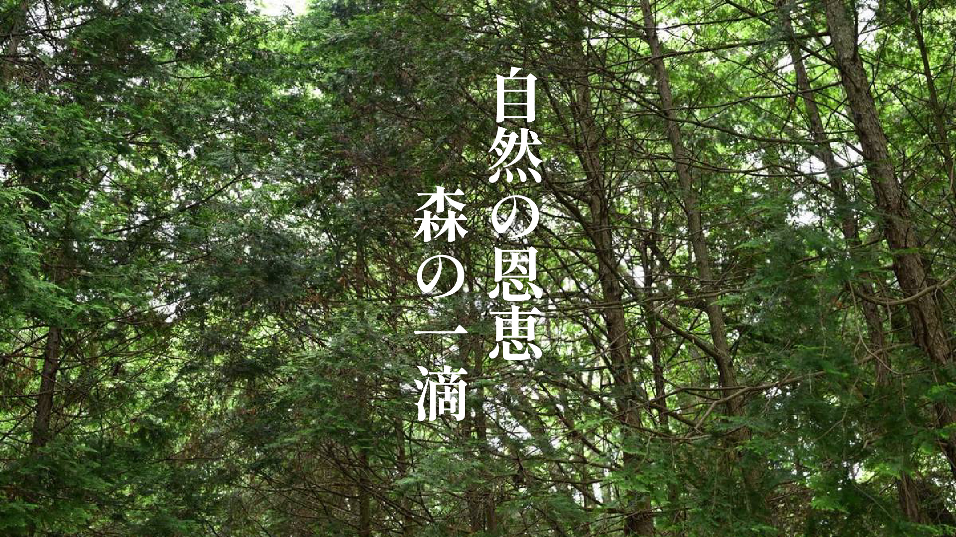 自然の恩恵　森の一滴